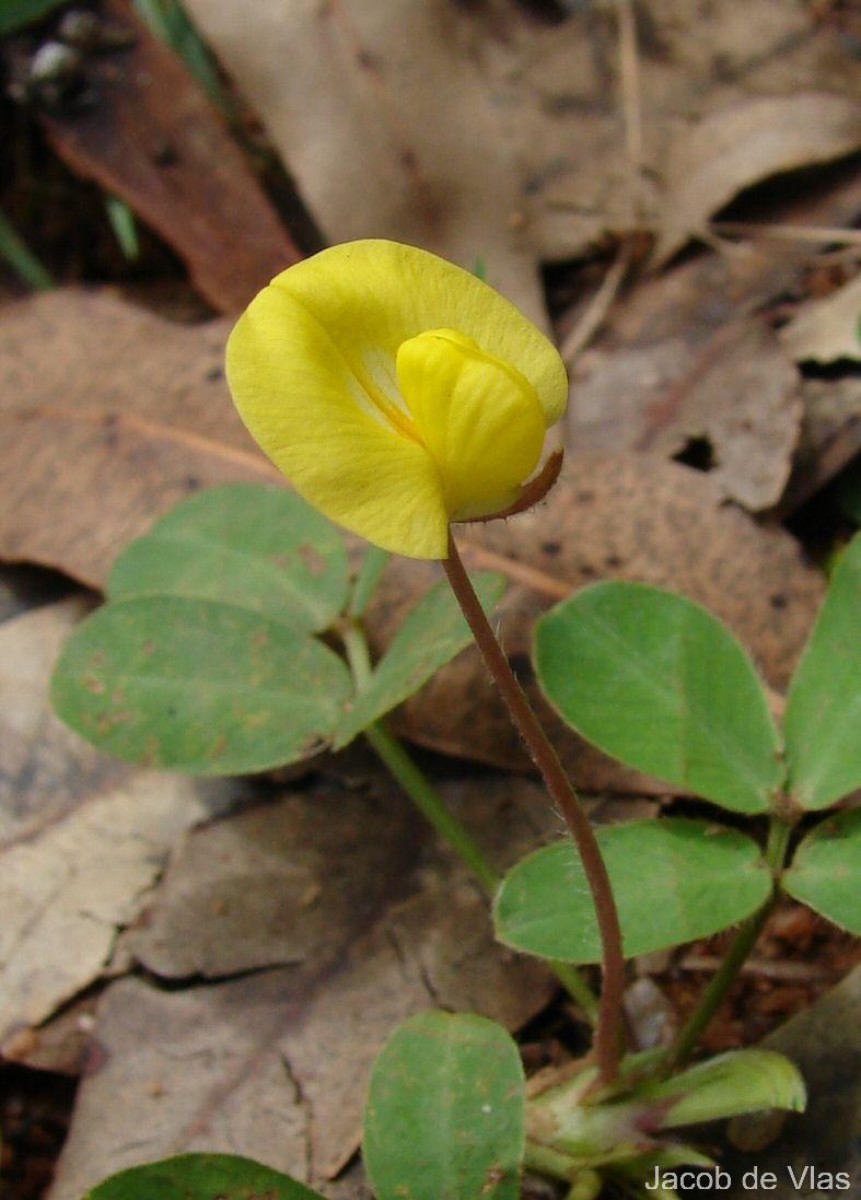 Arachis pintoi Krapov. & W.C.Greg.